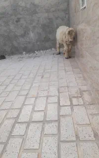 بره‌نر