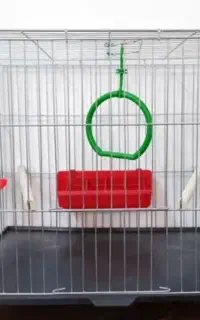 قفس