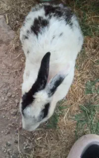 خرگوش نر