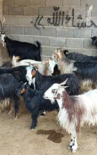 بز کهره دار شهرکردی(میش گیسه بره کولار)