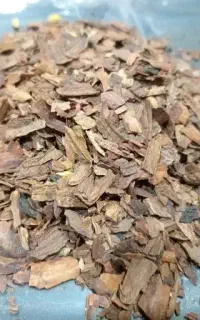 جفت بلوط خری د ا ر م