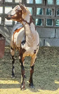 نرخطی اصل