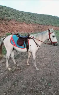 اسب نریون