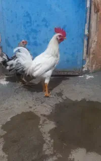 مرغ و خروس