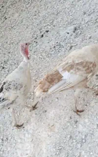 دو عدد بوقلمون برای فروش