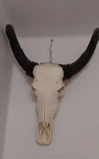 مجسمه جمجمه سر گاومیش
