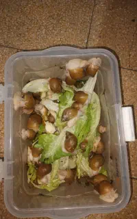حلزون