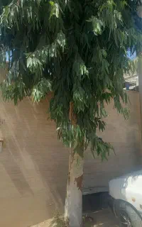 درخت اکالیپتوس ۵ ساله