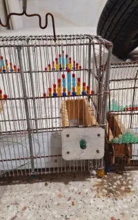 قفس بلبل قناری