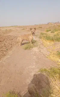 سگ پاپی  واگذار می‌شود