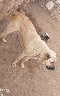 سگ سرابی