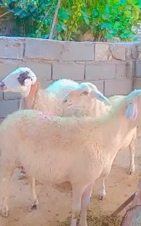 سه راس میش داشتی