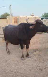گاومیش ماده 9ماه آبستن داره کامل میشه