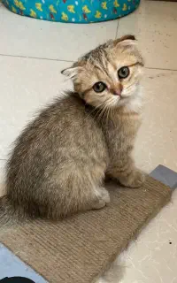 اسکاتیش گلد چین چیلا