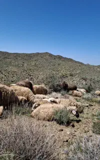 فروش چند راس میش