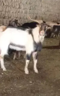 نربز شکار