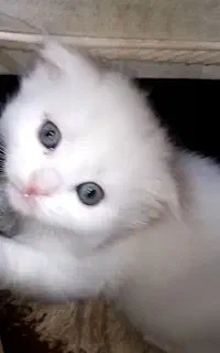 بچه گربه پرشین اصل