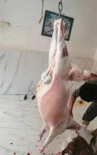 گوسفند پونک حصارک صادقیه ۴ دیواری جنت آباد