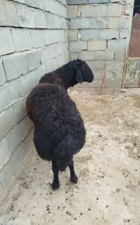 قوچ قره غزل افشاری