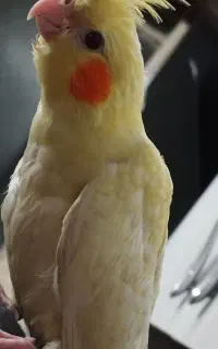 عروس هلندی نر