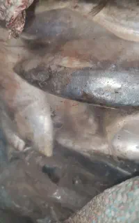 گور سیم منجمد
