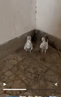 کفتر پلاکی