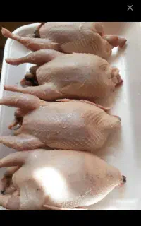 بلدرجین گوشتی