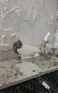 کلفه