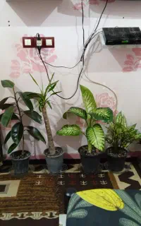تعدادی گیاه طبیعی