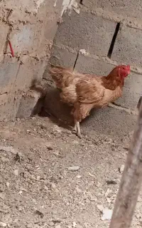 مرغ خانگی با خروس لاری
