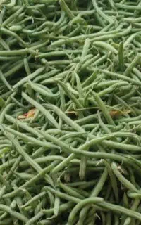 خیار شوری
