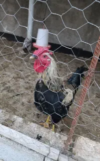 خروس چهل تاج