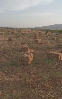 پرس زعفران بهاره
