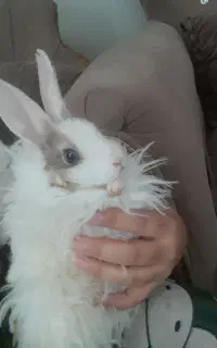 خرگوش سفید سنجابی دستی چشم طوسی ۳۰۰ تومان