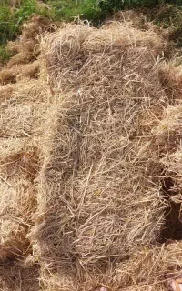 سرچینا خشک