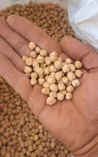 نخود درجه یک ابگوشتی