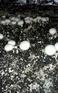 نیرو برای کار ساده ، خانواده