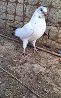 جوجه کبوتر نوک سیاه