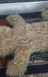 سگ عروسک