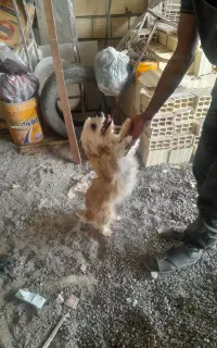 سگ پاکوتاه