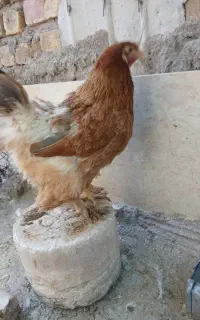 مرغ برهما