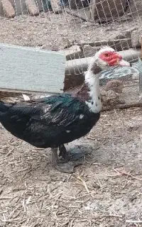 اردک اسرائیلی نر و ماده