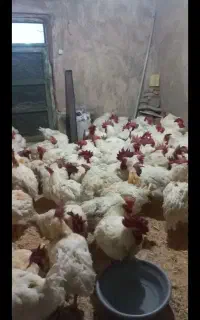 مرغ مادر (خروس) چاق و زیبا