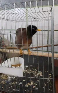 مرغ مینا سخنگو