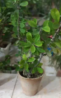 گل موزی مرجان پتوس