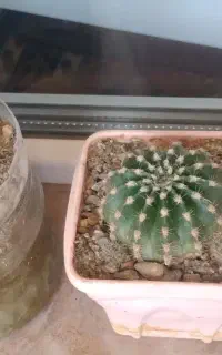 گل با گلدونه