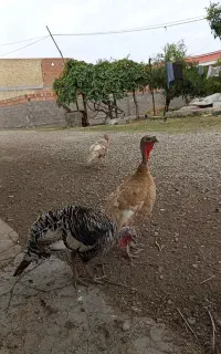 جوجه مرغ. قوغاز  بوقلمون
