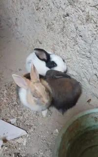 خرگوش