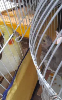 جوجه عروس سینامون