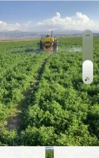 یونجه چین اول در مشگین شهر